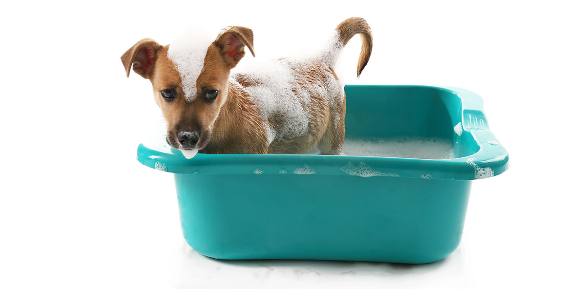 dog in dog bath tub