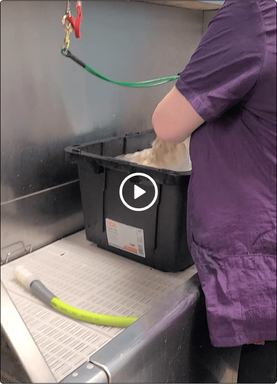 dog-bath-video-preview