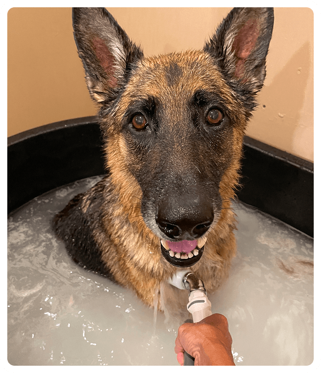 dog-bath2 (1)