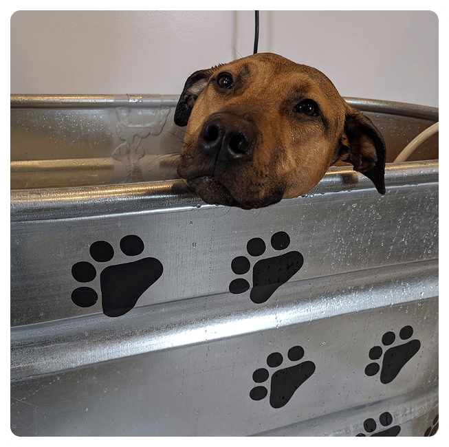 microbubbles-pets-image3