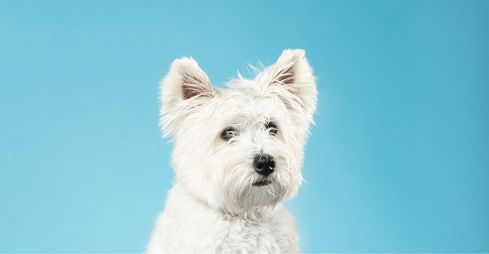 thera-clean-dog-img19