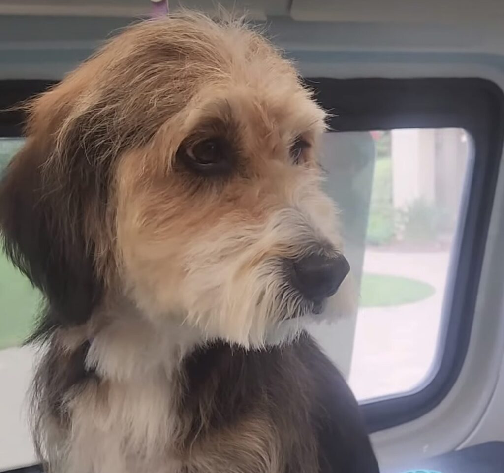 Rosie