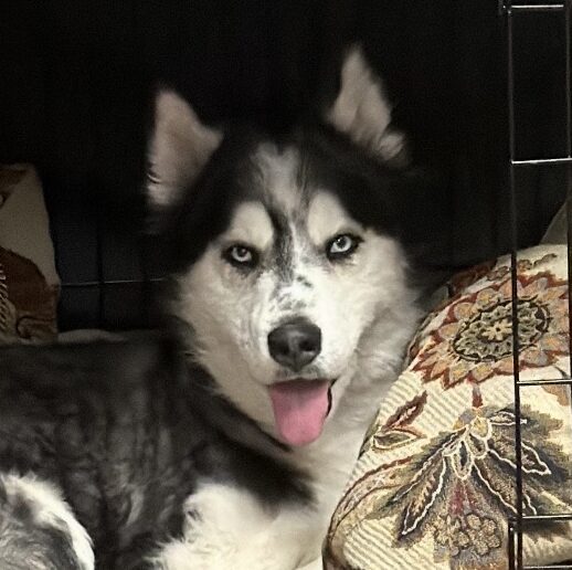Merlin