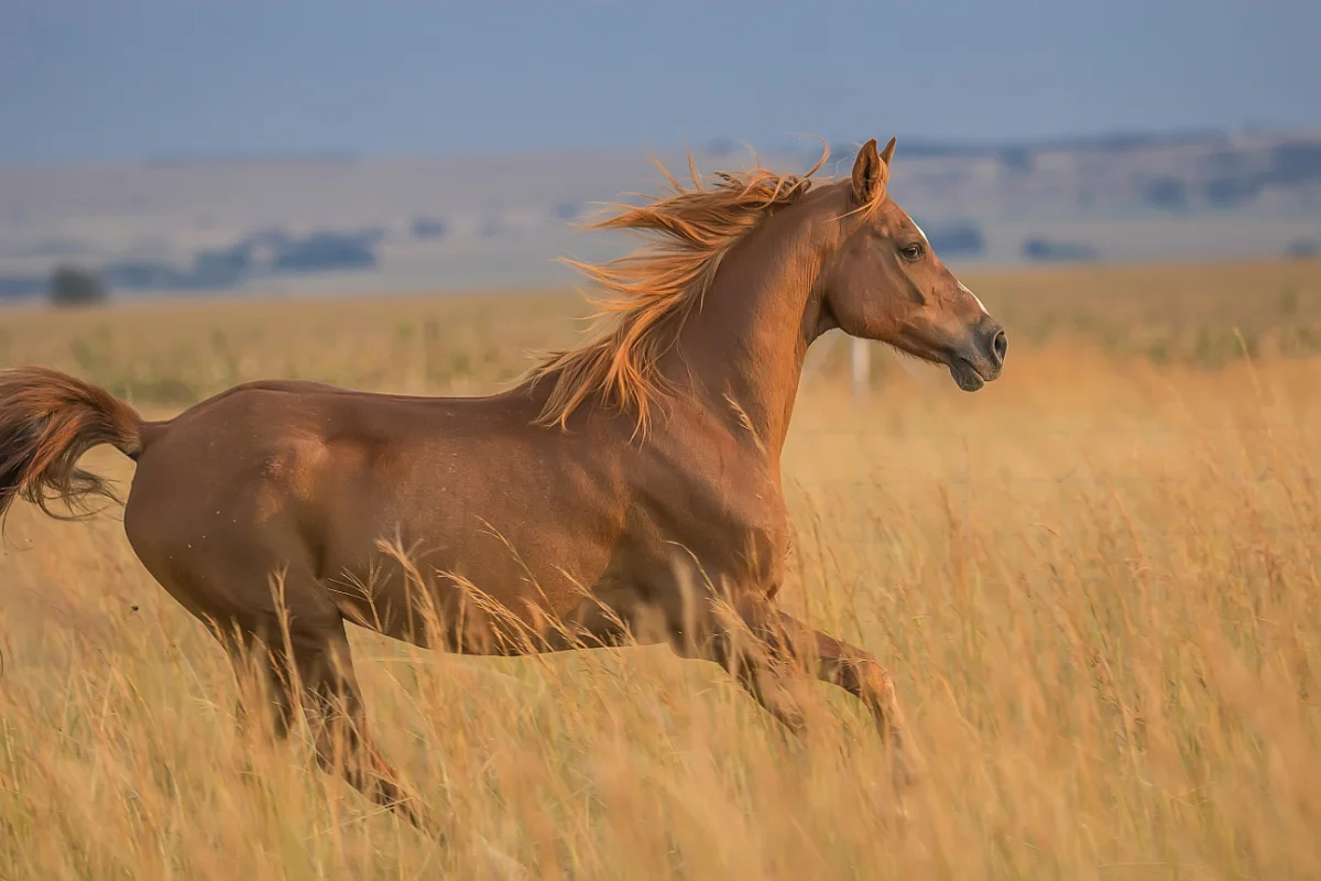 horses