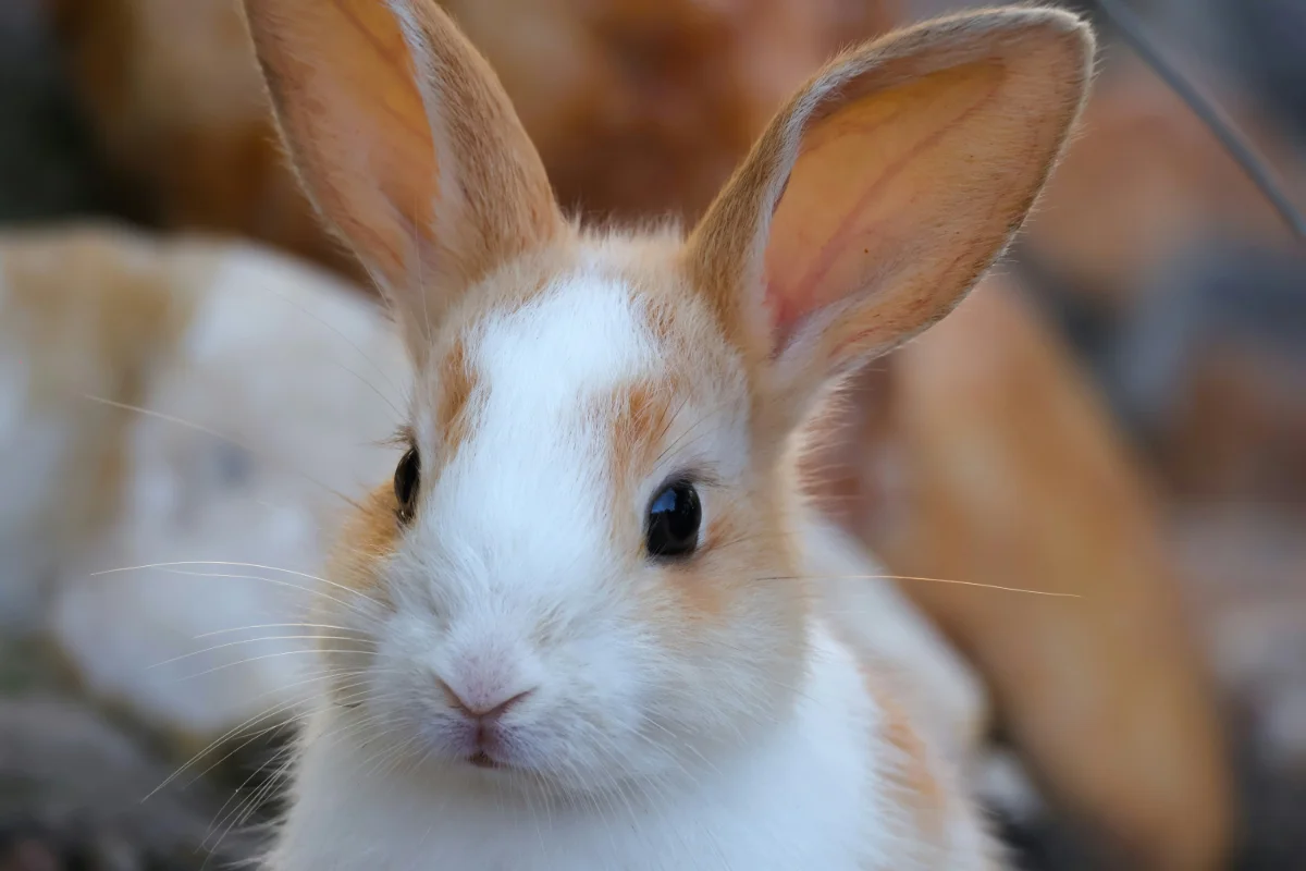 small-animals