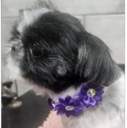 Gracie