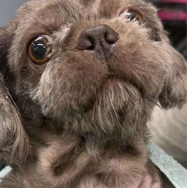 Cocoa